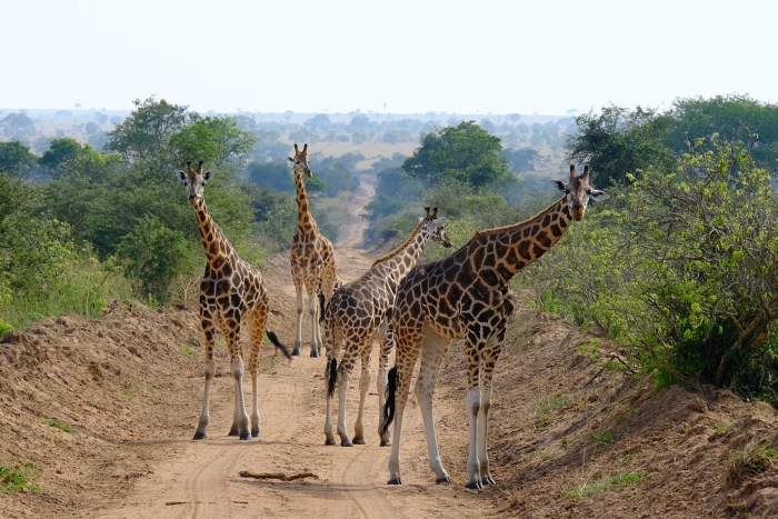 Todo lo que debes saber antes de hacer un safari en el Masai Mara de Kenia